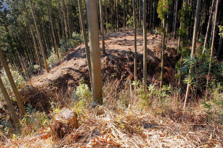 中央を横切っているのが三の丸先の大堀切。