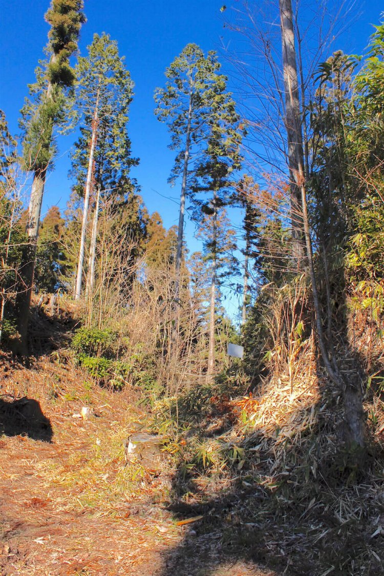 大堀切を横から見る。草木に埋もれても落差がよくわかる。