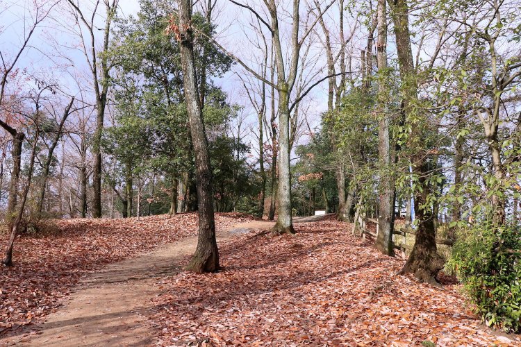 わずかな盛りあがりの部分が本丸を守る土塁の痕跡。