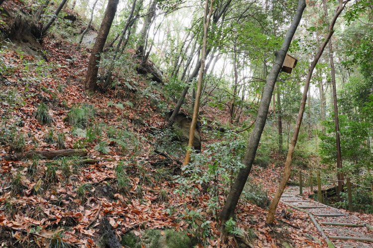 搦手道の登城路入口付近。頭上から乾曲輪が覆いかぶさる。