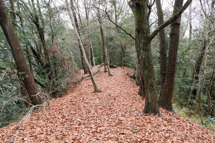 乾曲輪は細尾根状。籠れる兵数はそこまで多くなかっただろう。