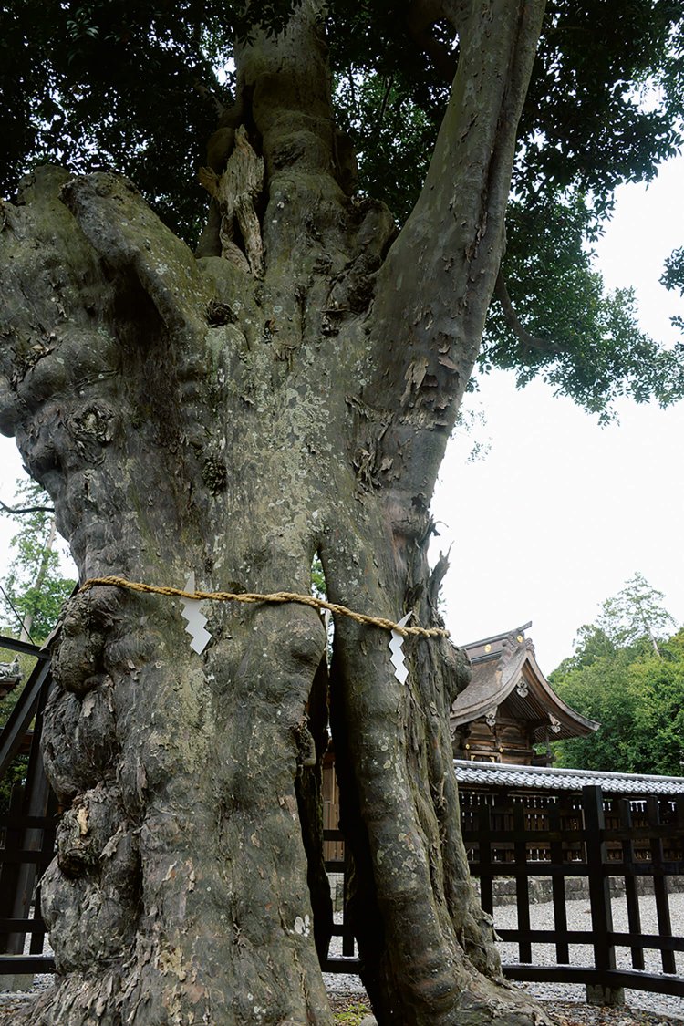 ご神木のナギの木は樹齢1500年あまり。東海地方最古とか。