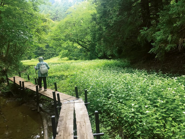 鍛冶島地区に古くから自生する、 静岡県最大、国内有数の群生地。