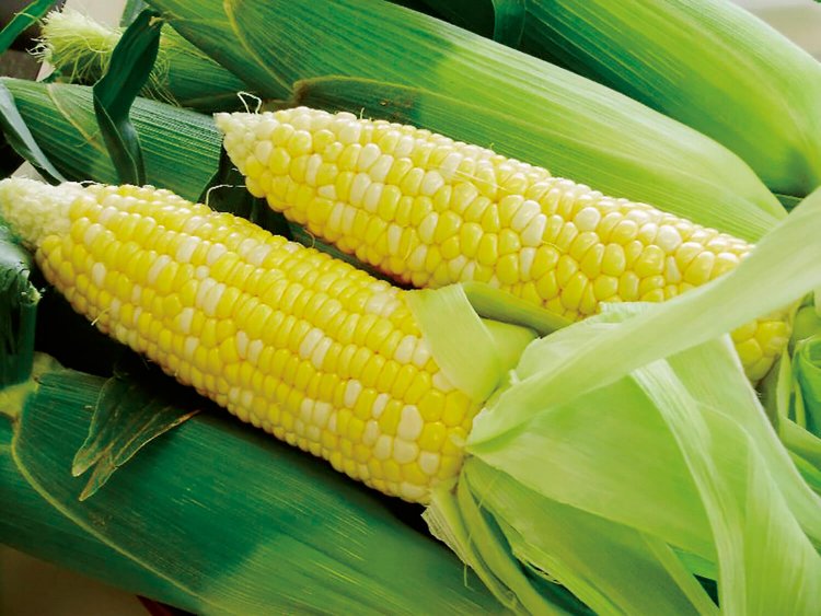 例年5月下旬〜 6月下旬に収穫される甘々娘。長さは25㎝ほど。