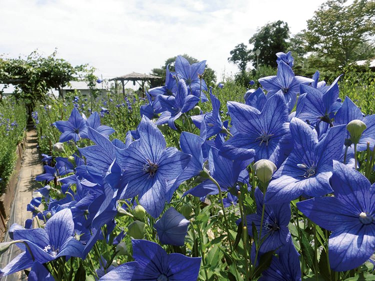 ききょう園。園内で尺八コンサートが開かれることもある。