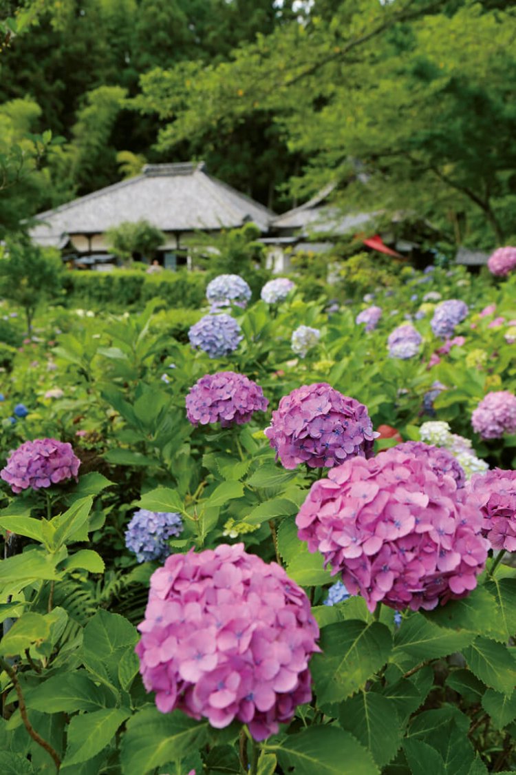 養老年間 （717〜724） に僧行基が開いたと伝わる古刹。