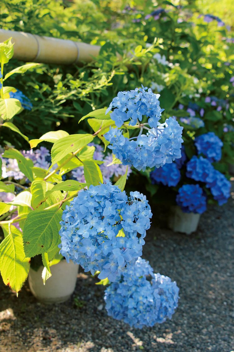 境内に咲き乱れるアジサイ。アジサイを描いた絵馬型入場券も楽しい。