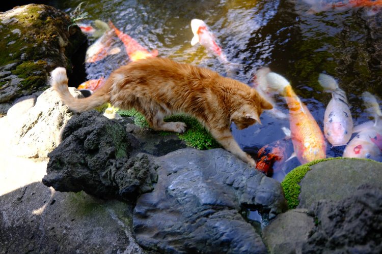 庭園突き当たりにある池には廃業した銭湯からゆずり受けた見事な錦鯉がいる。タカラ湯のアイドル猫、ボビー君は鯉と仲良し、運が良ければ会える。●F2.0 ●1/20秒 ●ISO200 ●Velviaモード