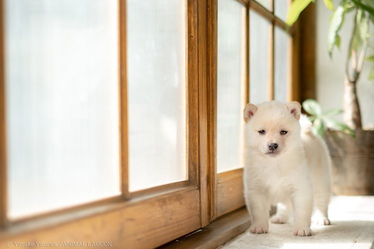 すりガラスはレースのカーテンと同じ効果があります。