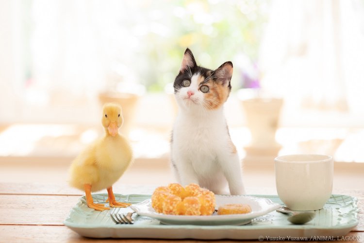 ぶれぶれペット写真をどうにかしたい！～マネするだけ！ エキスパート直伝 ペット撮影のコツ