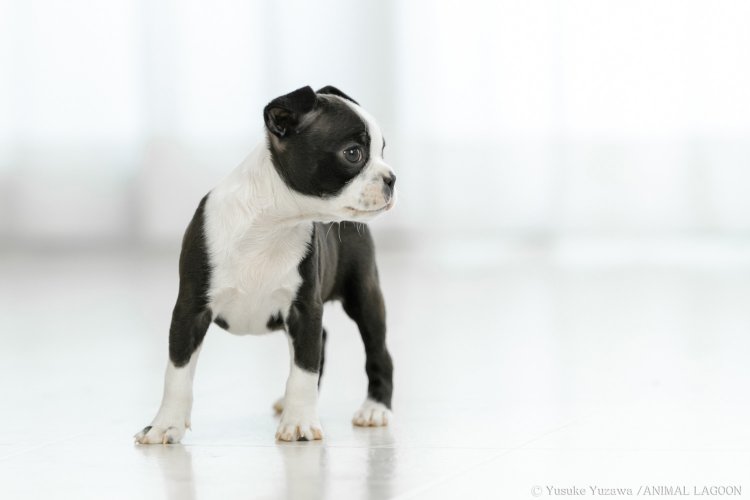 強い日差しが直接当たると影の強い写真に。レースのカーテンで柔らかい光に変えましょう。