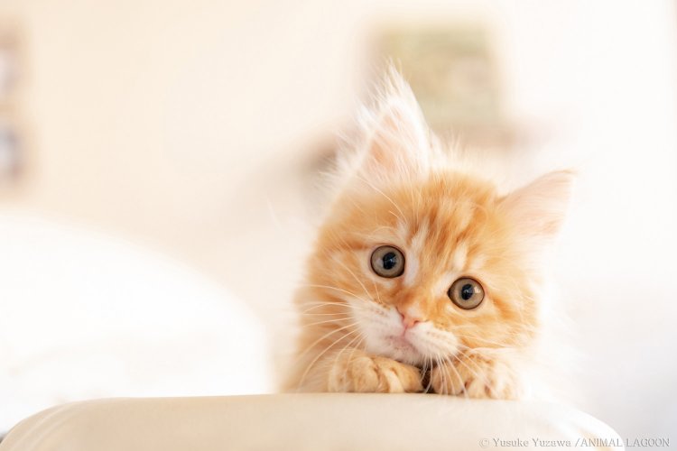 こうする事でブレを防ぐだけでなく優しい日差しが差し込んだ暖かさを感じる写真に仕上がります。