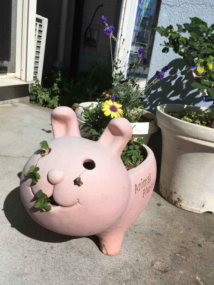 国領のウサギの鉢（2020年撮影）