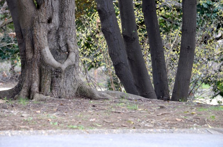 「ゾウ」 国営昭和記念公園で発見されたスダジイ。つぶらな瞳に長い鼻を曲げたシワシワなゾウがいるみたい。「10人中9人はゾウと答えるソックリ度の高い珍樹です」（小山さん）。