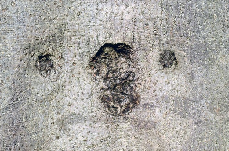 「コアラ」 黒くて大きな鼻といい、まん丸な目とその配置といい、グレーっぽい体色といい、どう見てもコアラ。耳がなくてもそう見えてしまうから不思議。東京都庁付近のヤマモモ。