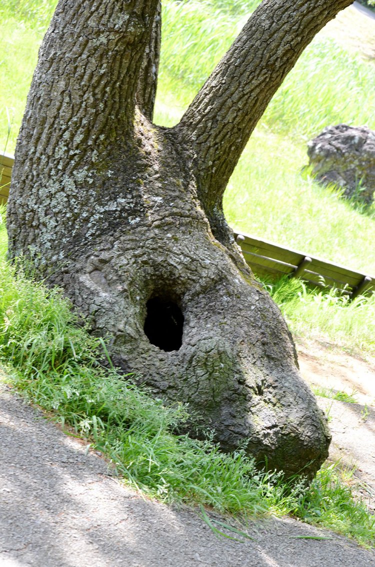 「ウサギ」 顔幅が１ｍほどあるウサギは、千葉市・昭和の森自然公園のクヌギ。膨らんだ根回りには目のような大きな穴が開いていて、分かれた幹は長い耳がピンと立っているかのよう。