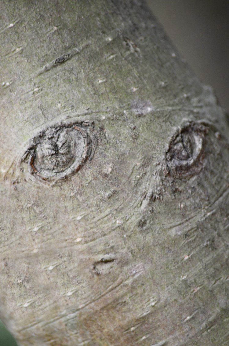 「浅倉南」 こちらを見つめるキラキラの目と控えめな逆三角形の口、稲毛海浜公園のヒメユズリハに『タッチ』の南ちゃん発見！　木肌のきれいなユズリハは女性の顔を見立てやすいそう。
