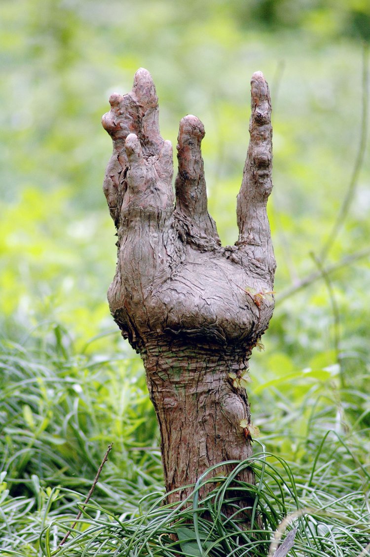 「手首」 墓場からゾンビの手が飛び出てきた!?　手のひらの肉付きや指の節もリアルでびっくり。これはラクウショウの気根で呼吸をするために地面から出てくる根だそう。新宿御苑にて。