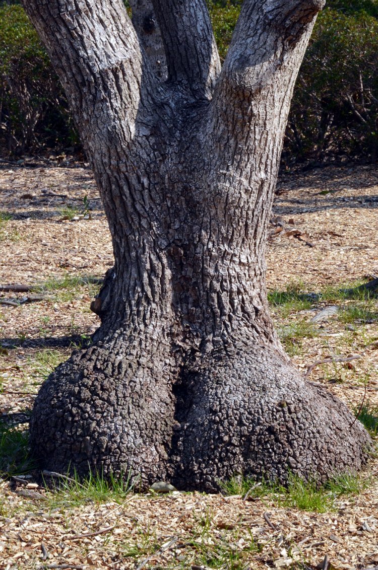 「女性の後ろ姿」 伸びた背筋にくびれた腰とグラマーな美尻、なんてナイスボディ！　褐色の肌からして、さしづめ黒人女性？クスノキは樹皮より枝や幹の形が面白いそう。府中市・小柳公園にて。