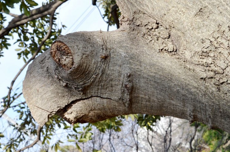 「ウミガメ」 海ではなくて空を泳ぐカメが亀戸中央公園に出現⁉　マテバシイの割れた枝と大きな節、寄ったシワが見事にウミガメの横顔を表している。地名と同じ生き物と出合えるとは！
