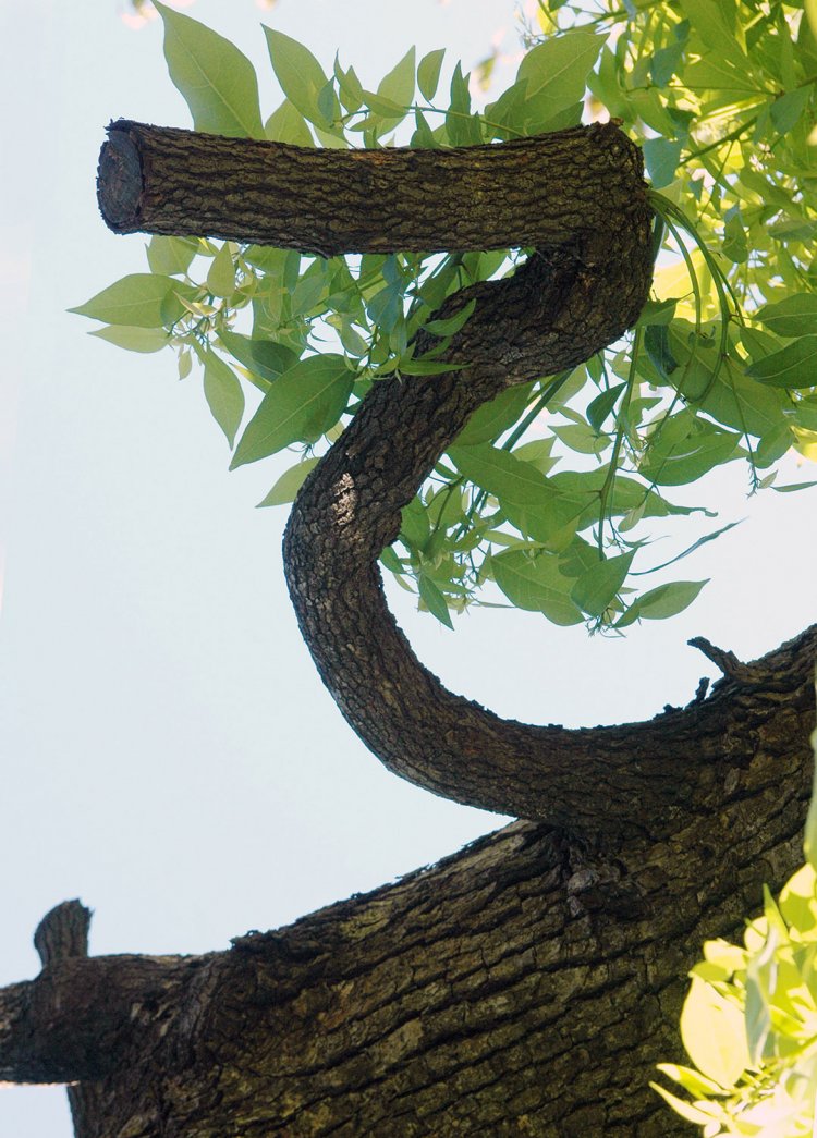 「て」 どんな経緯でこうなるの？ と不思議で仕方ない。クスノキの枝ぶりはユニークで、くねくね伸びる枝の形は多くの文字を生むという。逆さにすれば「2」に変身！ 小金井公園にて。