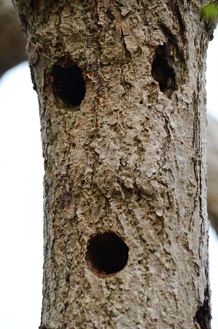 樹種はイチョウ。キツツキが開けた３つの穴のおかげでとぼけた埴輪に見える。