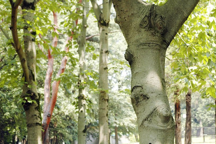 調布の野川公園のアオギリ。よく見ると木の股に顔面が！
