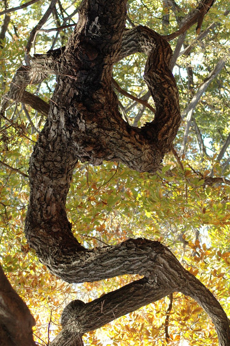 ポージングしたボディビルダーのような幹。