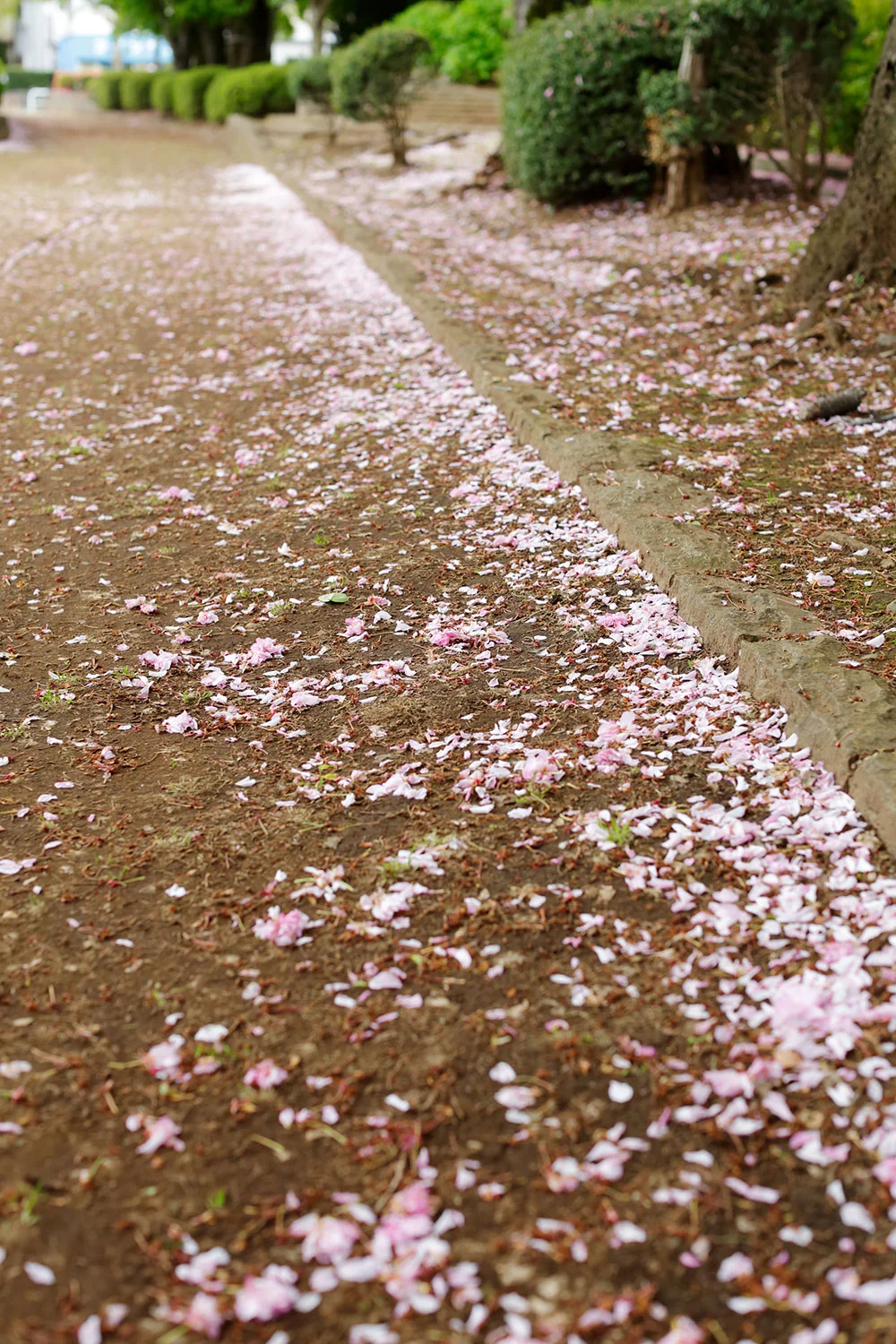 短歌でいつもの景色を変える 穂村 弘インタビュー ご近所さんぽを楽しむ方法 散歩道場へようこそ さんたつ By 散歩の達人