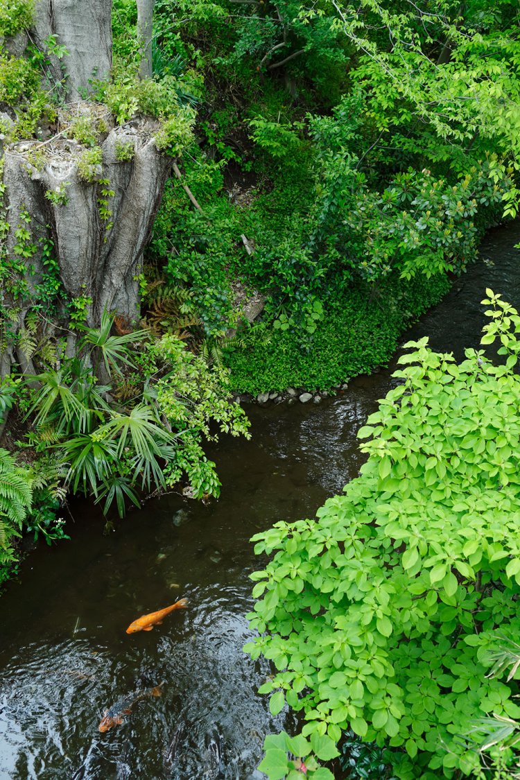 橋から玉川上水を見下ろすと鯉（コイ）が。「大きな鯉がたくさんいる。ちょっと怖いですね」。