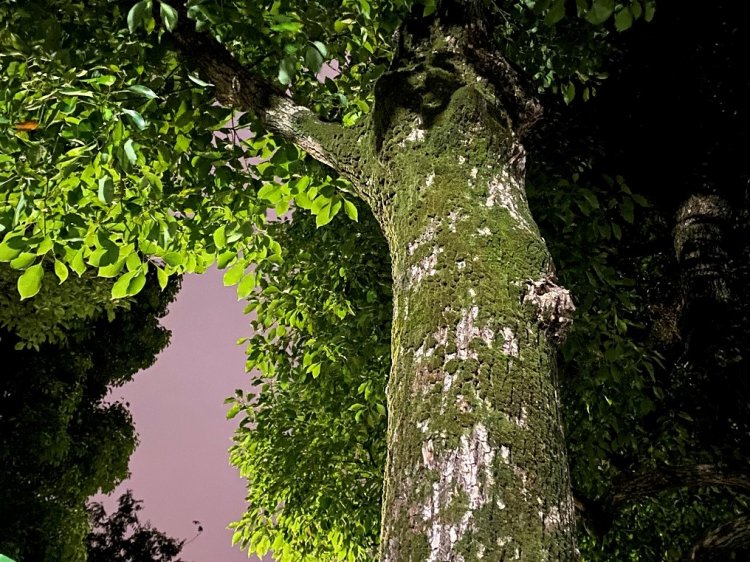 もうただの木には見えない。