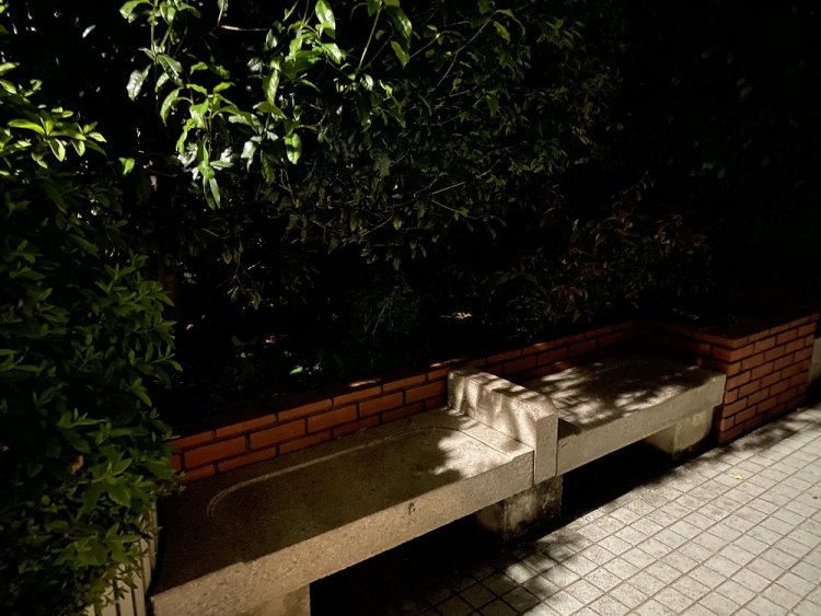 読書によさそうな“木もれ灯”。