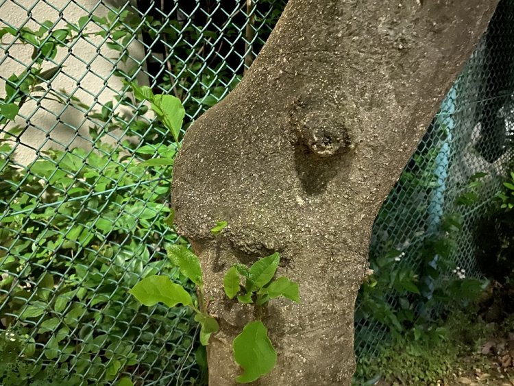 眠いおじさん改め、眠い紳士。