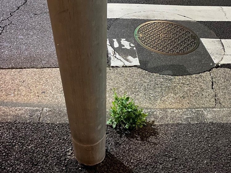 信号も守ってえらいねえ。