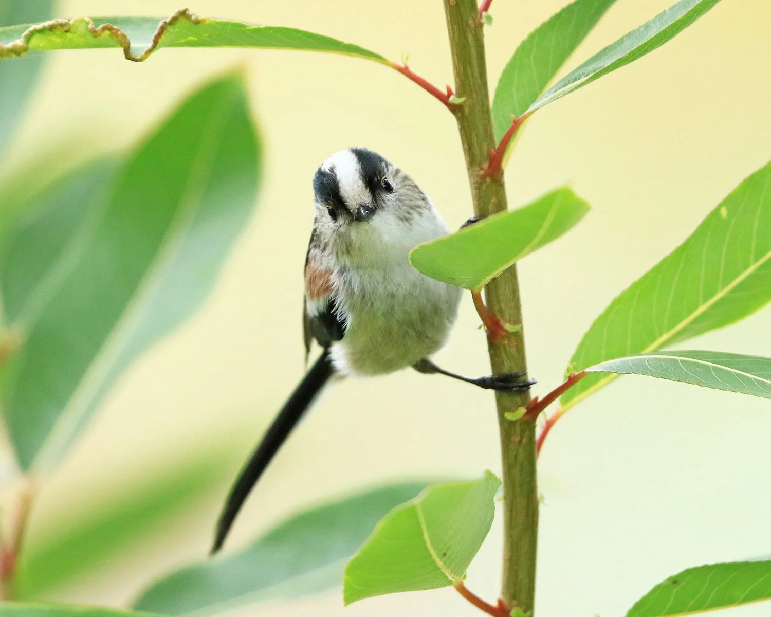 鳥さんぽ はマイフィールドこそ面白い ご近所さんぽを楽しむ方法 散歩道場へようこそ さんたつ By 散歩の達人