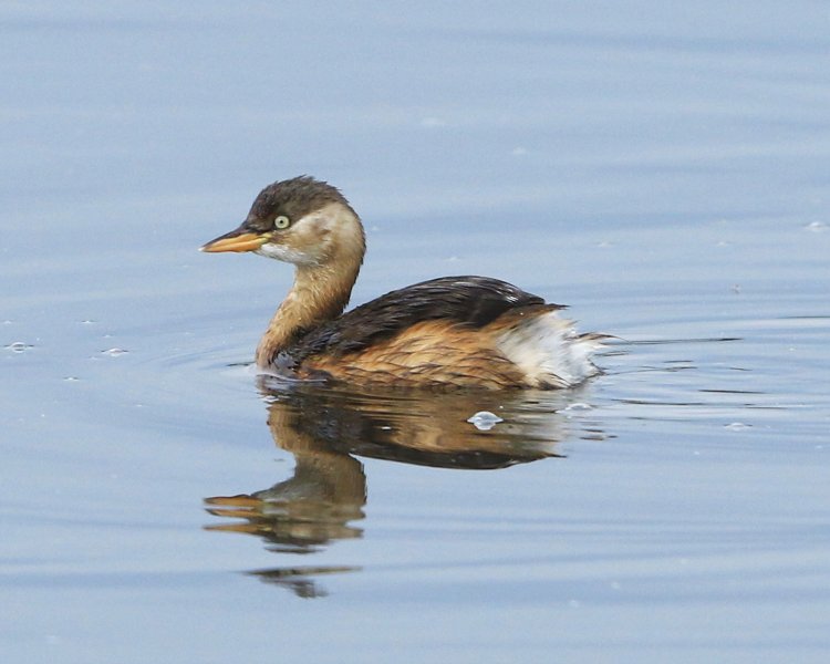 カイツブリ／湖沼や緩やかな河川にすむ、潜水の名手。小型のカモ類より一回り小さい。夏は首の羽が赤茶色になる。