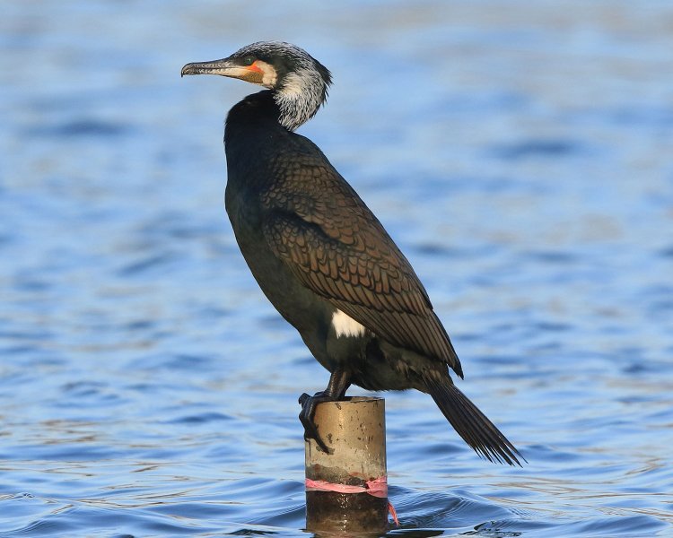 カワウ／首都圏に多数生息。フン公害などで嫌う人も多いが、よく見ると翡翠（ひすい）色の目が美しい。幼鳥の羽は茶色。