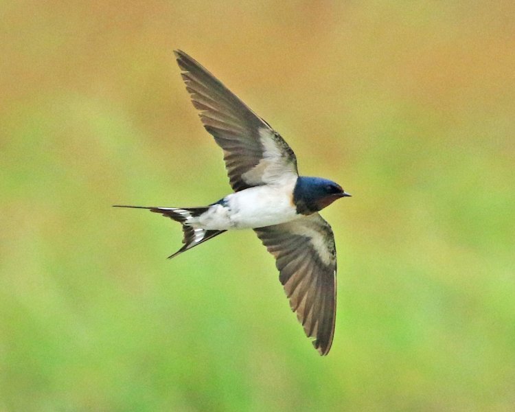 ツバメ／尾の長い方がオス。田畑に行くと、巣作りのための土を運ぶ姿も。