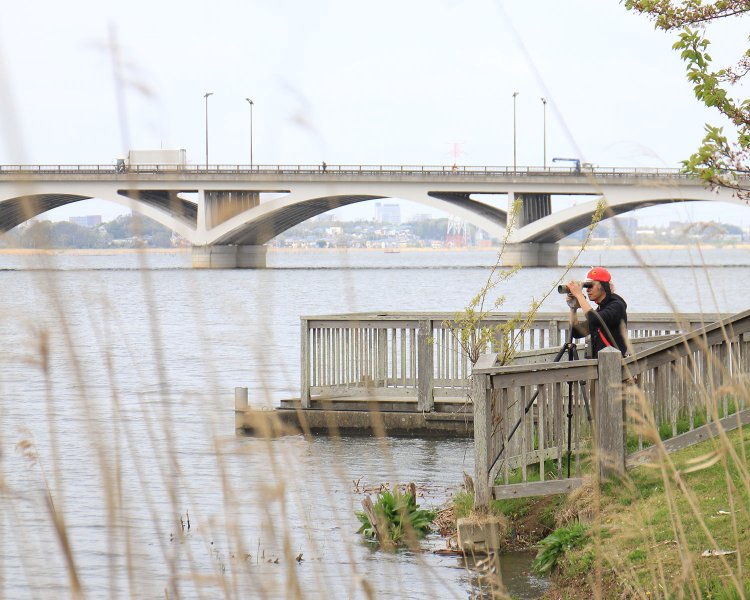 千葉の某水辺で日々定点観測を行う♪鳥くん。「昨年いた鳥が今年もここに飛来した、など楽しい発見があります」。