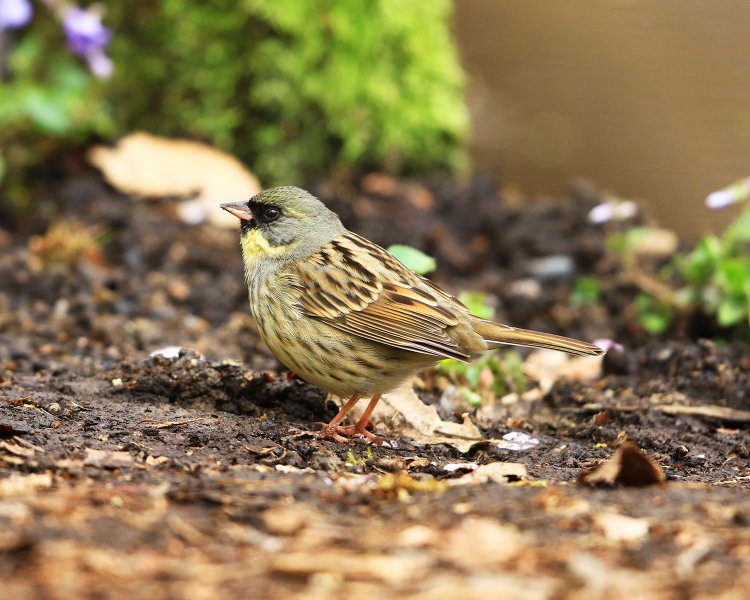 アオジ／胸から腹にかけたきれいな黄色と、「チッ」という鳴き声が特徴。ホオジロの仲間で、スズメよりひと回り大きい。