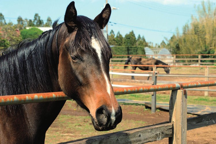 人懐っこい５頭の牝馬とツルオカオウジ（牡13歳・右奥）に会える。