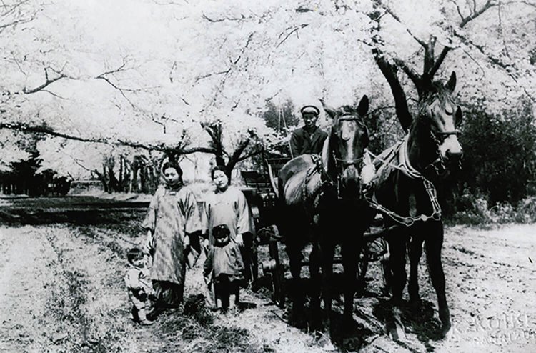 立派なサラブレッドが引く下総御料牧場の馬車。大久保利通が駆け上がったという野馬土手とサクラ並木が後ろに見える。現在のこひつじ保育園付近で昭和10年代に撮影。