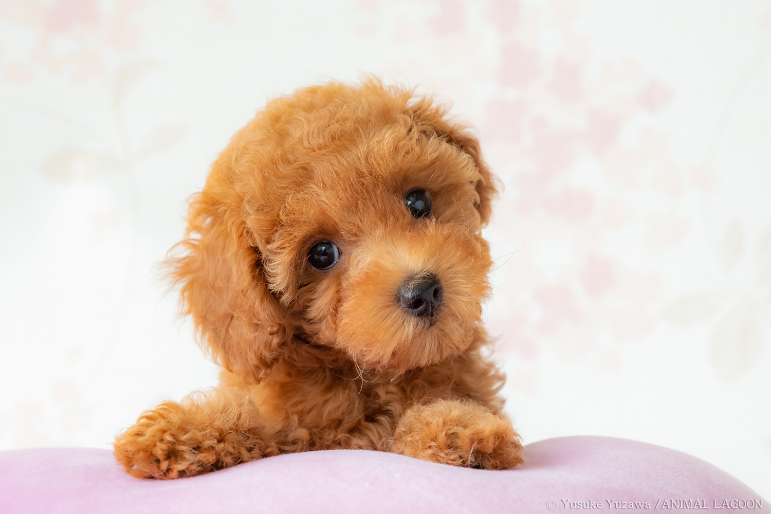 愛犬の目線が欲しい マネするだけ エキスパート直伝 ペット撮影のコツ さんたつ By 散歩の達人