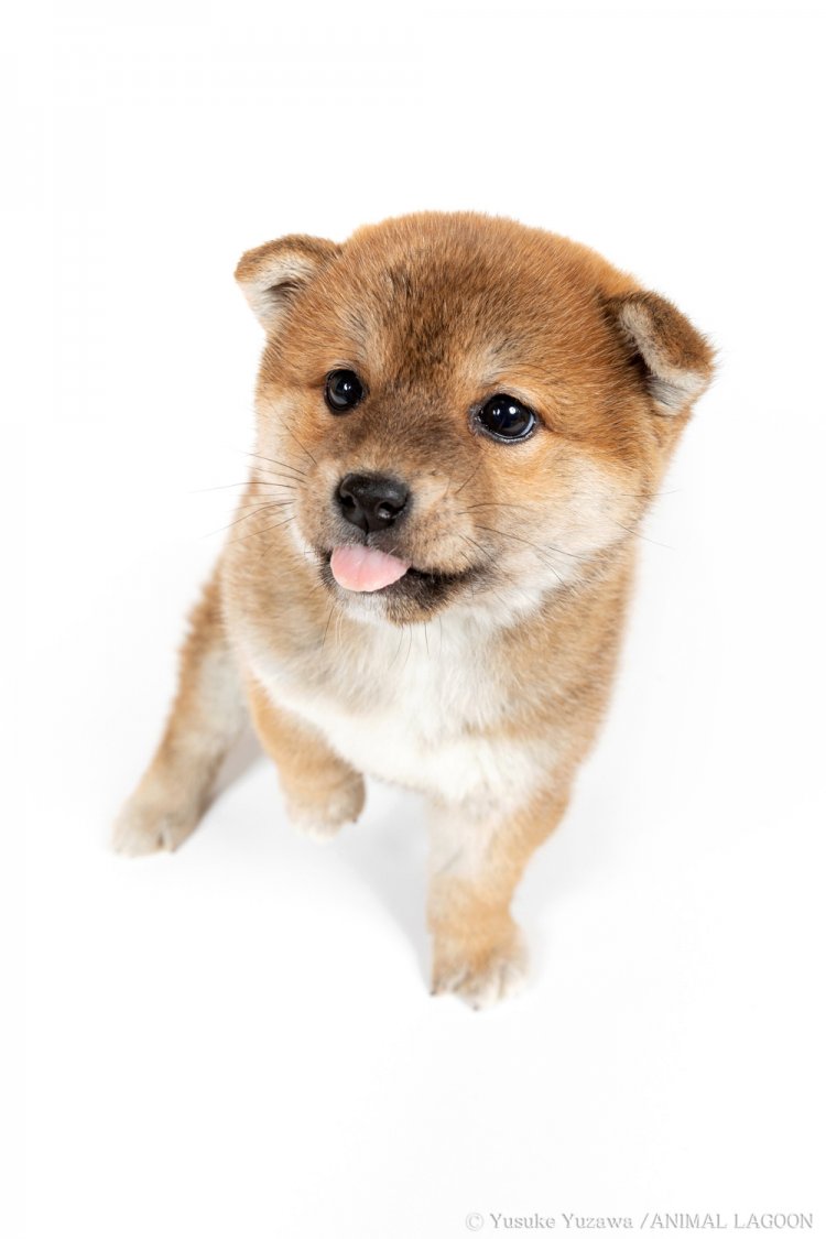 かわいいカメラ目線写真の撮り方 犬2