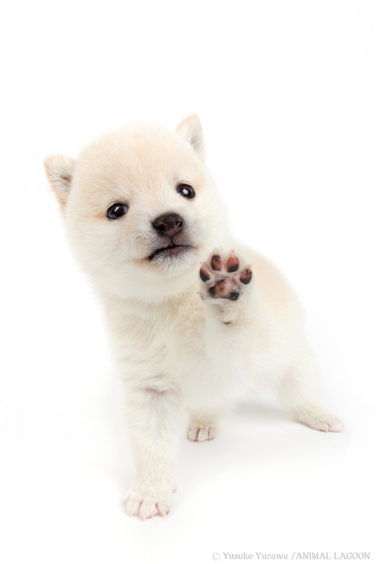 かわいいカメラ目線写真の撮り方 犬3