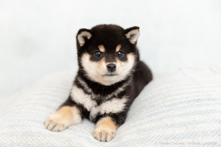 かわいいカメラ目線写真の撮り方 犬4