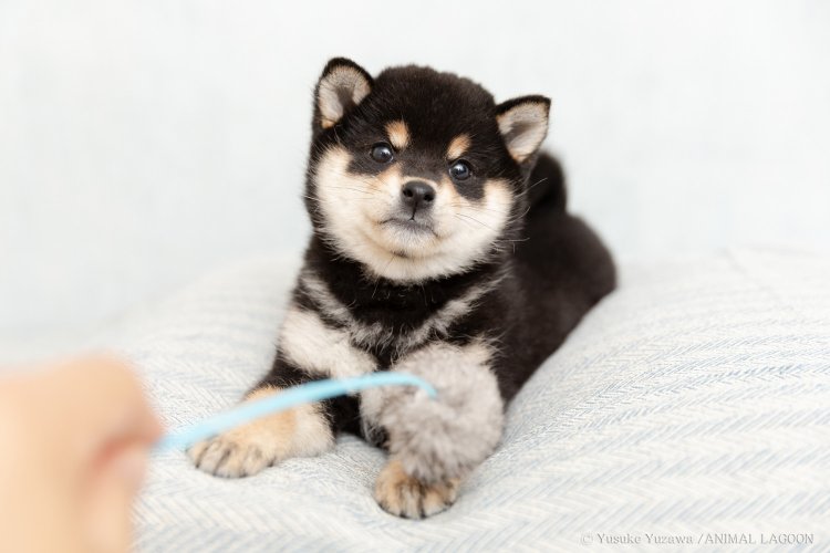 タイミングが合わないとおもちゃが写った失敗写真に。瞬発力が必要です。