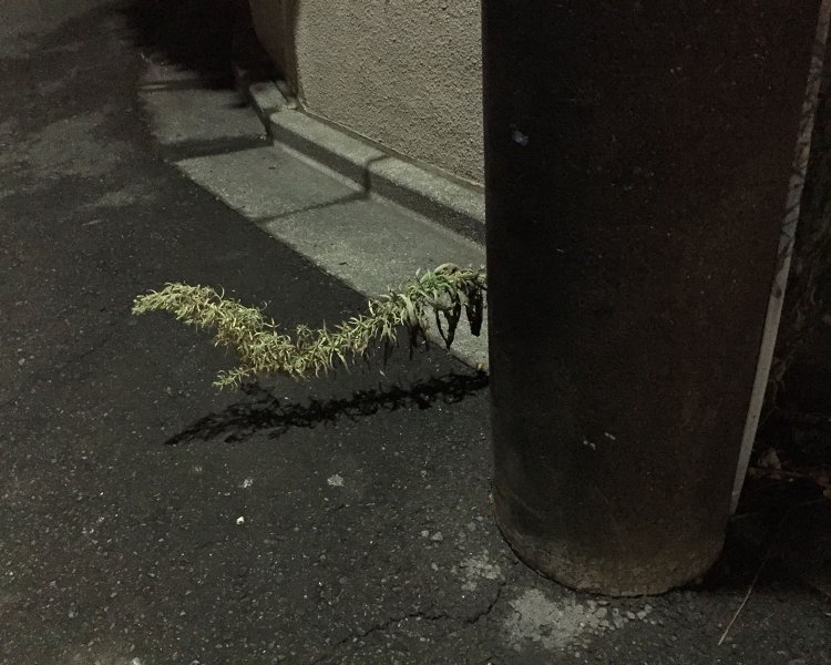 電柱の陰から、テンが道路に飛び出した。キミドリテンだ。