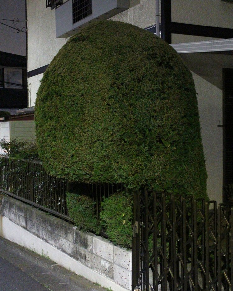 両手で柵を握り「ここから出してくれ」と訴えている。「そのまま前転すれば出られると思う」と助言しておいた。