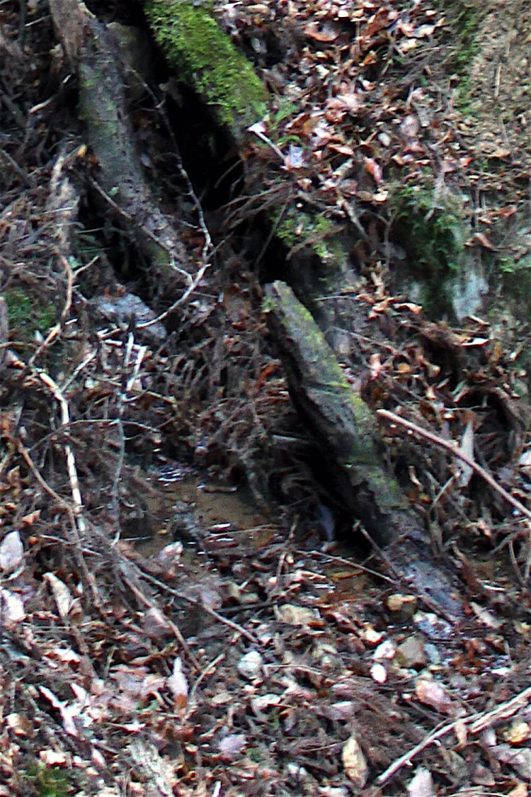 夕暮れ時の露出不足と動揺でブレまくっている。